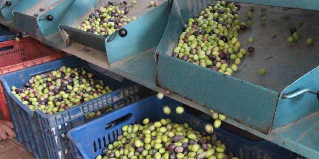 Bir yandan hasat ediliyor, bir yandan pazara hazırlanıyor! Boyu kalitesini, kalitesi fiyatını belirliyor 4